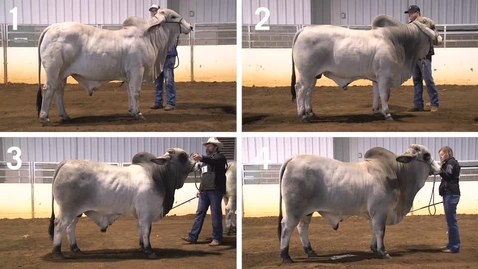 Thumbnail for entry Class 22 - Results - Performance Brahman Bulls - with Official Critique