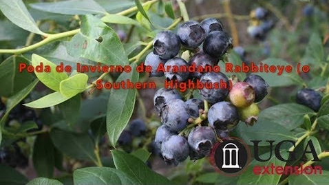 Thumbnail for entry Dormant Pruning of Rabbiteye (or Southern Highbush) Blueberry (Spanish)