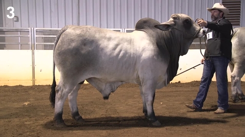 Thumbnail for Class 22 Entry 3 Performance Brahman Bulls