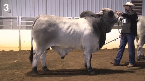 Thumbnail for entry Class 22 Entry 3 Performance Brahman Bulls