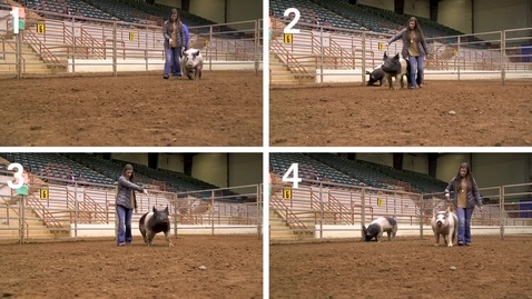 Thumbnail for entry Class 6- All Entries - Commercial Gilts - Quad View No Audio