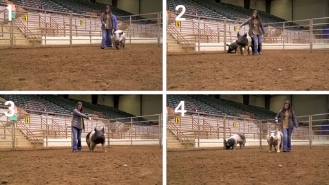 Thumbnail for Class 6- All Entries - Commercial Gilts - Quad View No Audio