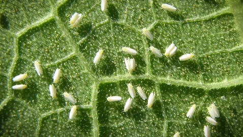 Thumbnail for entry The Silverleaf Whitefly problem in Georgia