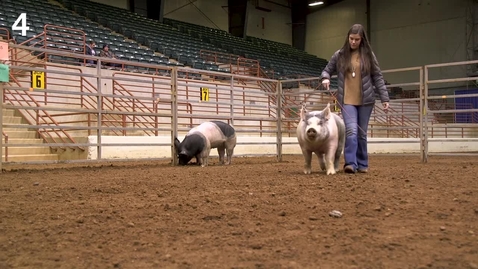 Thumbnail for Class 6 - Entry 4 Commercial Gilts