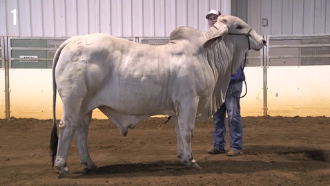 Thumbnail for Class 22 Entry 1 Performance Brahman Bulls