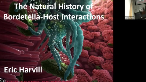 Thumbnail for Dr. Eric Harvill, 'Evolution, ecology, and pathogenesis of Bordetella species'