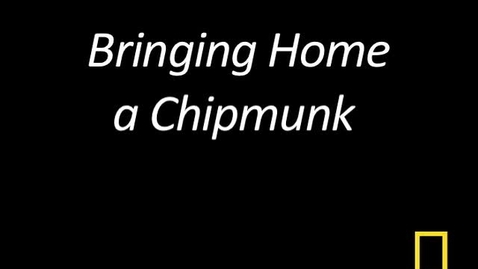 Thumbnail for Kitty Cams: Bringing Home a Chipmunk