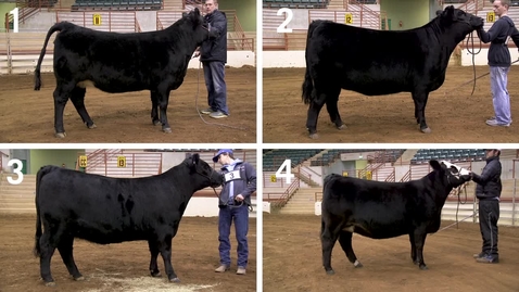 Thumbnail for entry Class 23 - All Entries - Percentage Simmental Heifers - Quad View No Audio.mp4