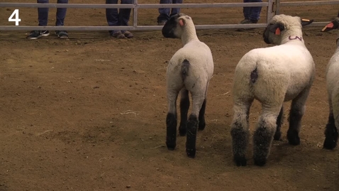 Thumbnail for Class 15 - Entry 4 Breeding Ewes (1)