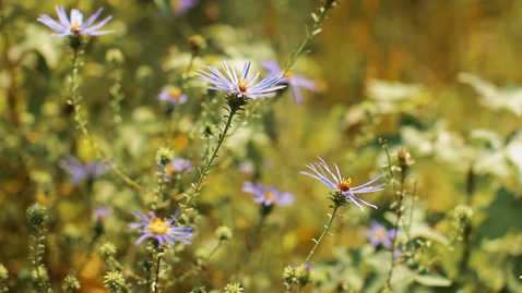 Thumbnail for entry SBG - Conservation Programs - Bringing back Piedmont Prairies