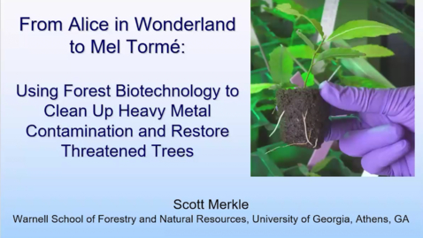 Thumbnail for From Alice in Wonderland to Mel Torme: Using Forest Biotechnology to Clean Up Heavy Metal Contamination &amp; Restore Threatened Trees
