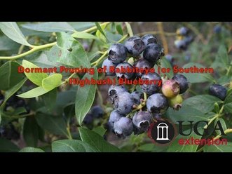Dormant Pruning Of Rabbiteye Or Southern Highbush Blueberry English University Of Georgia Kaltura