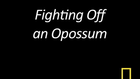Thumbnail for Kitty Cams: Fighting Off an Opossum