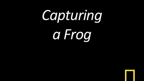 Thumbnail for Kitty Cams: Capturing a Frog