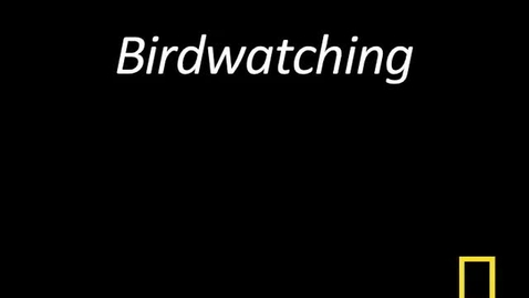 Thumbnail for Kitty Cams: Birdwatching