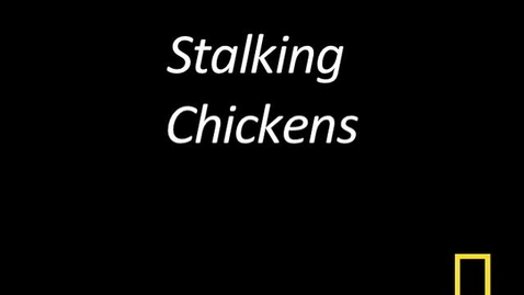 Thumbnail for entry Kitty Cams: Stalking Chickens