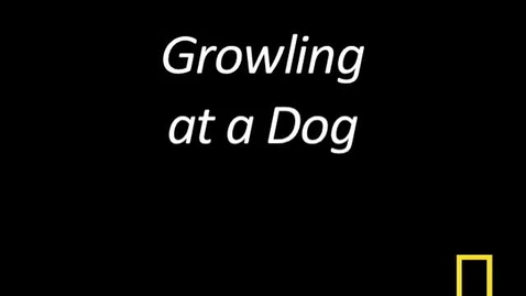 Thumbnail for entry Kitty Cams: Growling at a Dog