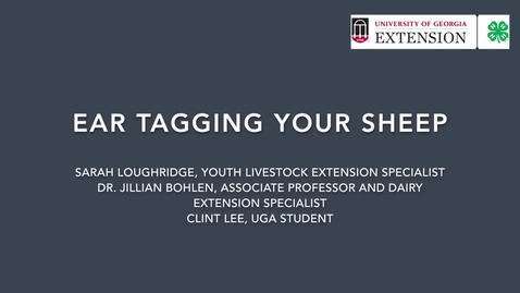 Thumbnail for Sheep Tagging cc'd