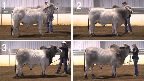 Thumbnail for Class 22 - All Entries - Performance Brahman Bulls - Quad View No Audio