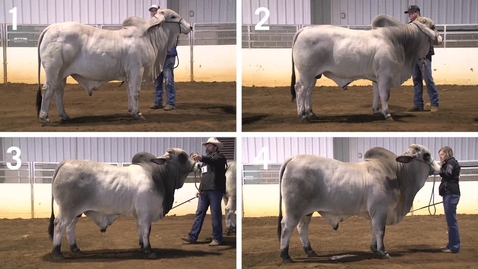 Thumbnail for entry Class 22 - All Entries - Performance Brahman Bulls - Quad View No Audio