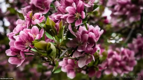 Thumbnail for Gina TESOL 2022 Supporting MLs in Math Class