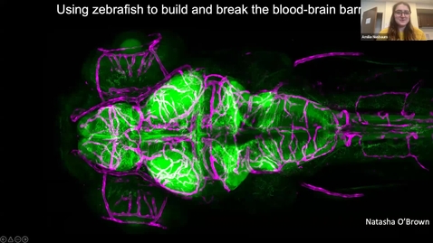 Thumbnail for SNRI Seminar Series -Special Seminar: Natasha O'Brown, PhD | January 15, 2026