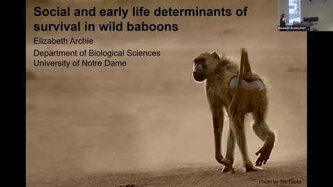 Thumbnail for SNRI Seminar Series: Elizabeth Archie, PhD | April 24, 2026