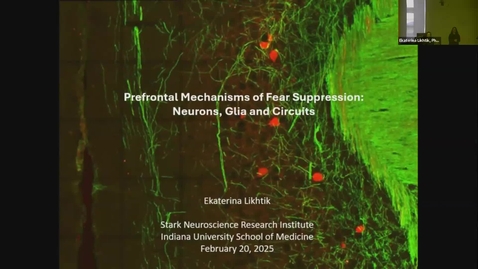 Thumbnail for SNRI Seminar Series: Ekaterina Likhtik, PhD | February 20, 2025