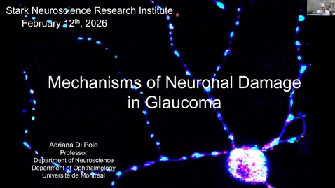 Thumbnail for SNRI Seminar Series: Adriana Di Polo, PhD | February 12, 2026