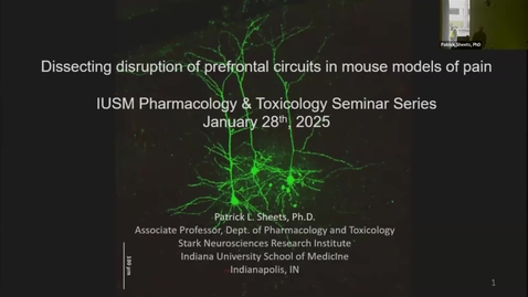 Thumbnail for SNRI Seminar Series: Patrick Sheets, PhD | January 30, 2025