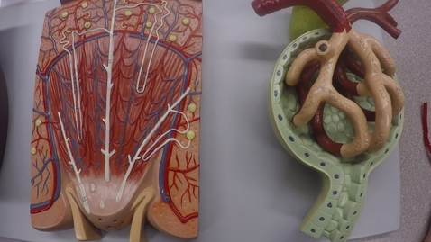 Thumbnail for Urinary System- The Nephron