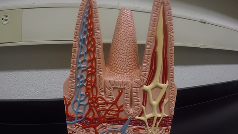 Thumbnail for entry Digestive System- Small Intestine Model of Villi