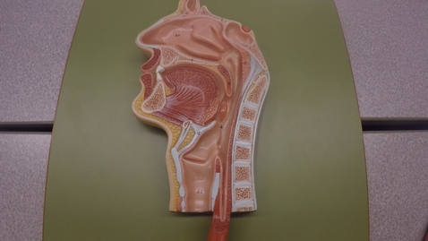 Thumbnail for entry Digestive System Overview