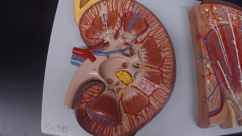 Thumbnail for entry Urinary System- Anatomy of the Kidney
