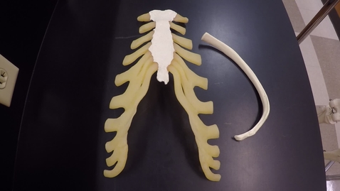 Thumbnail for Axial Skeleton Part 8 Thoracic Cage