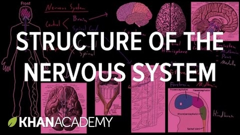 Thumbnail for Structure of the nervous system | Organ Systems | MCAT | Khan Academy