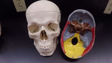 Thumbnail for Axial Skeleton 2