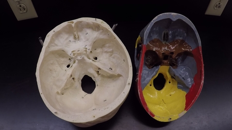 Thumbnail for Axial Skeleton 5