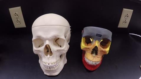 Thumbnail for Axial Skeleton 1
