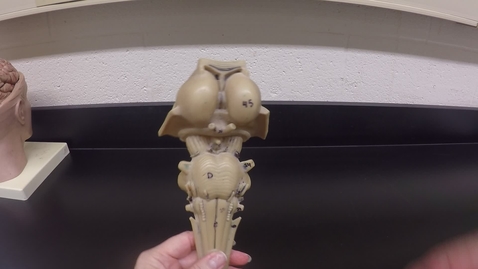 Thumbnail for Brain Stem Cranial Nerves