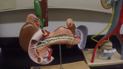 Thumbnail for Endocrine System Part 2