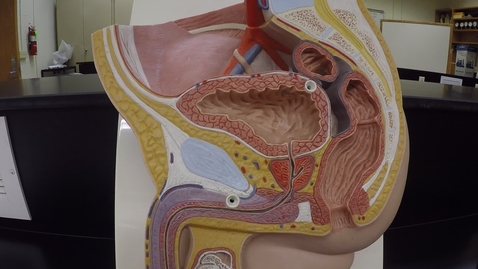 Thumbnail for entry Male Reproductive System Part 2