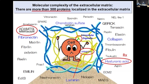 Thumbnail for IUSCCC Grand Rounds 4/11/2025: “To Infinity and Beyond: Role of ExtraCellular Matrix (ECM) in Nociceptor Function” Jon Levine, MD, PhD,