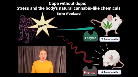 Thumbnail for Taylor Woodward - &quot;Cope without dope: Stress and the body's natural cannabis-like chemicals&quot;