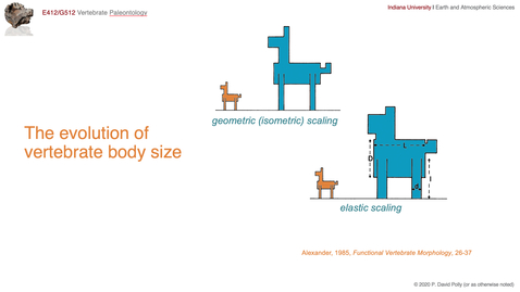 Thumbnail for entry Lecture 25 (Part 2) - The evolution of vertebrate body size