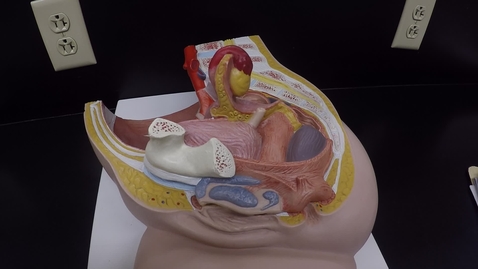 Thumbnail for Female Reproductive System Part I