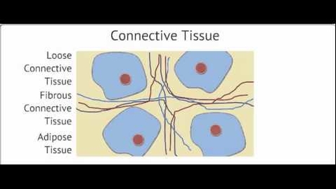 Thumbnail for The Four Tissue Types