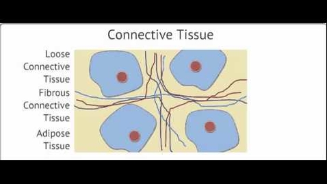 Thumbnail for entry The Four Tissue Types