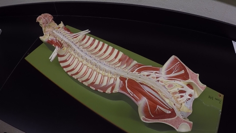 Thumbnail for entry Nervous System Spinal Cord Large Model