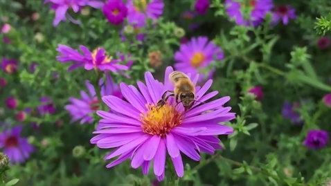 Thumbnail for IUSB: Meet the IUSBees